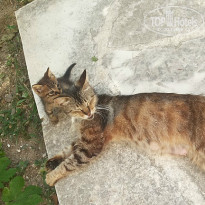 фото из отзыва ID 997676