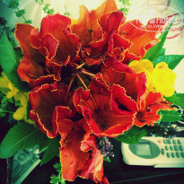 фото из отзыва ID 997717