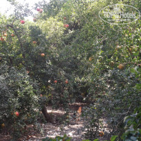 фото из отзыва ID 999646